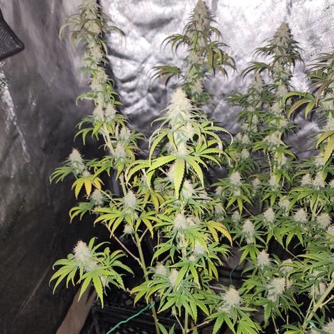 Do Si Dos growlog timeline photo