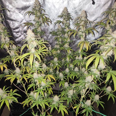 Do Si Dos growlog timeline photo