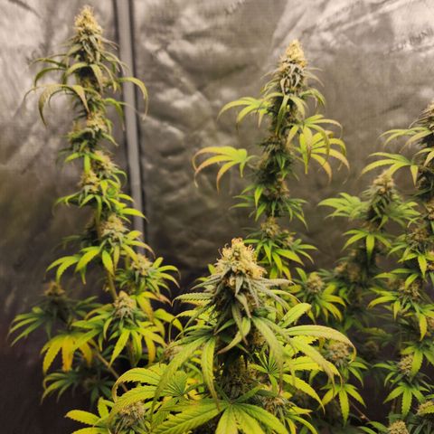 Do Si Dos growlog timeline photo