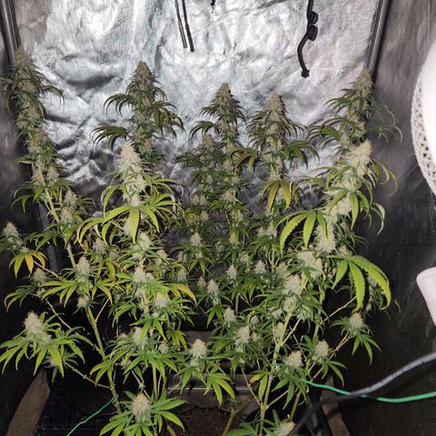 Do Si Dos growlog timeline photo
