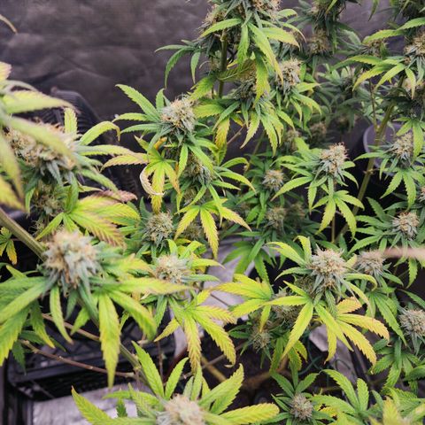 Do Si Dos growlog timeline photo
