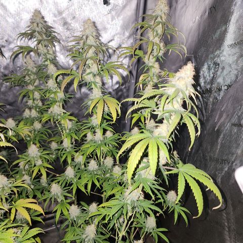 Do Si Dos growlog timeline photo