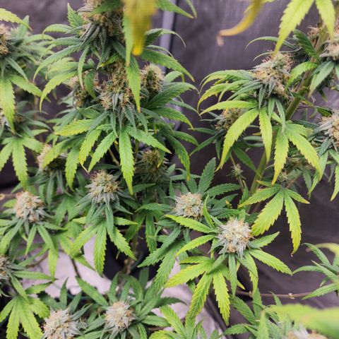 Do Si Dos growlog timeline photo