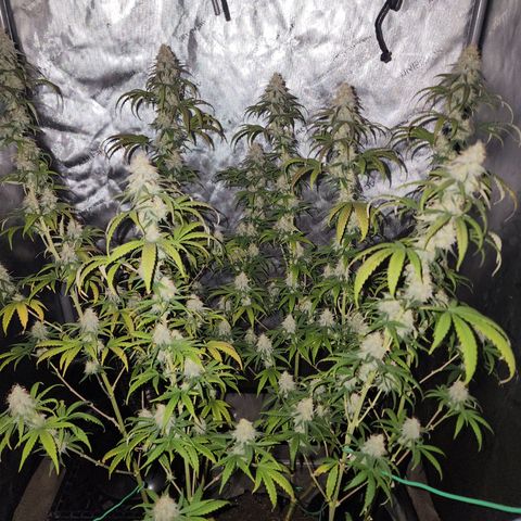 Do Si Dos growlog timeline photo