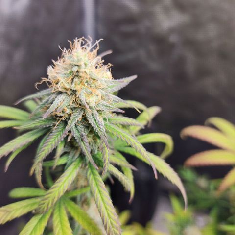 Do Si Dos growlog timeline photo