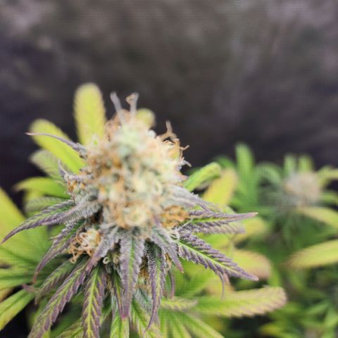 Do Si Dos growlog timeline photo
