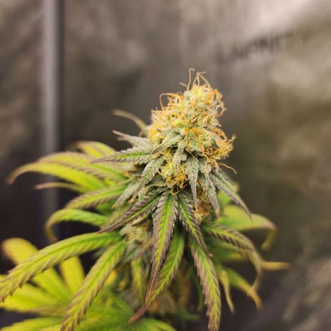 Do Si Dos growlog timeline photo