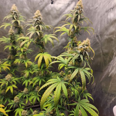 Do Si Dos growlog timeline photo
