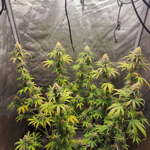 Do Si Dos growlog timeline photo
