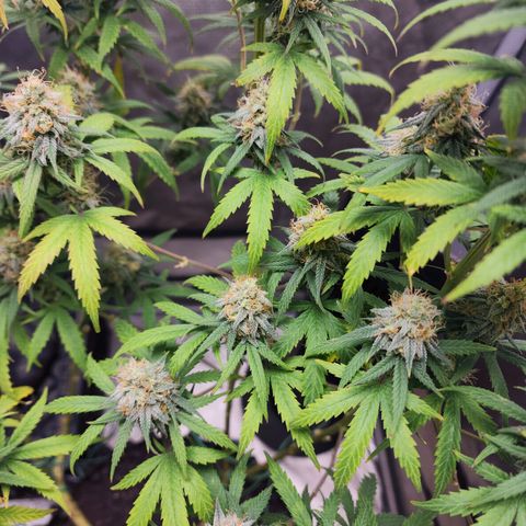 Do Si Dos growlog timeline photo