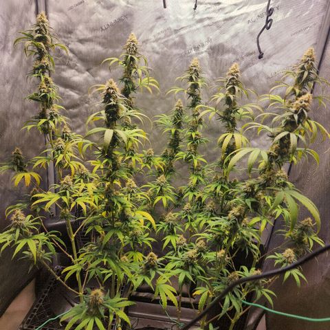 Do Si Dos growlog timeline photo