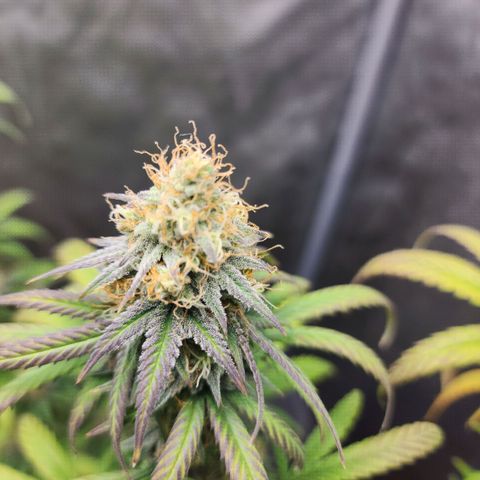 Do Si Dos growlog timeline photo