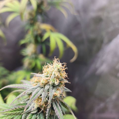 Do Si Dos growlog timeline photo