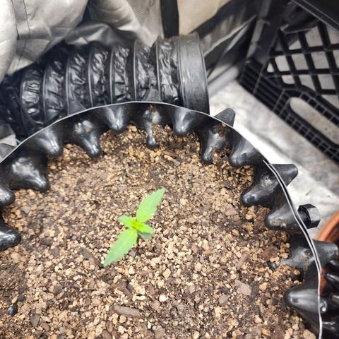 Buddy roe growlog timeline photo
