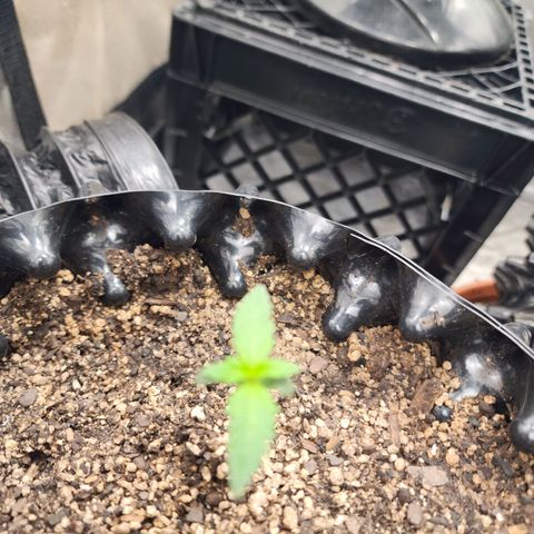 Buddy roe growlog timeline photo