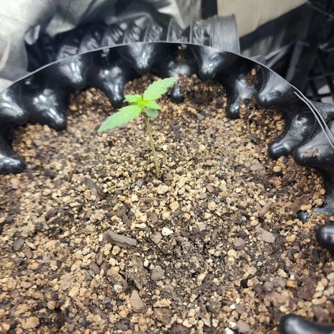 Buddy roe growlog timeline photo