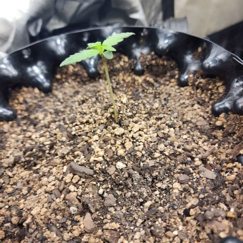 Buddy roe growlog timeline photo
