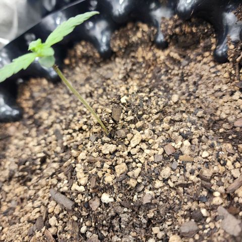 Buddy roe growlog timeline photo