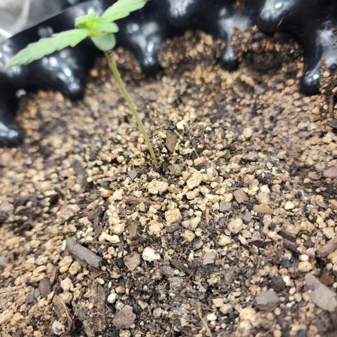 Buddy roe growlog timeline photo