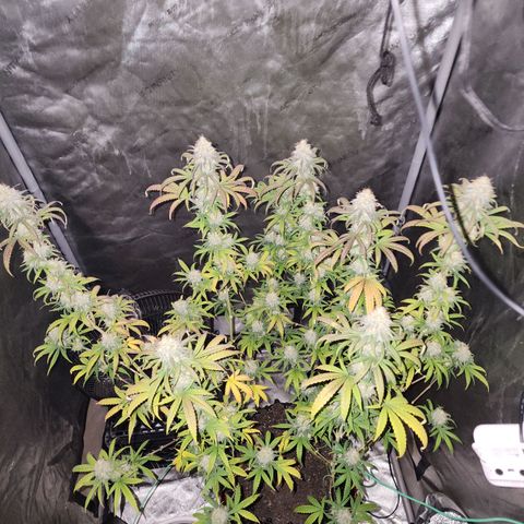 Do Si Dos growlog timeline photo