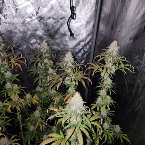 Do Si Dos growlog timeline photo