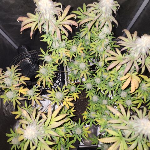 Do Si Dos growlog timeline photo