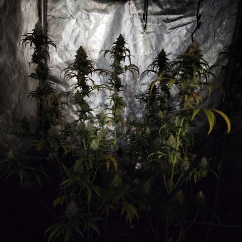 Do Si Dos growlog timeline photo