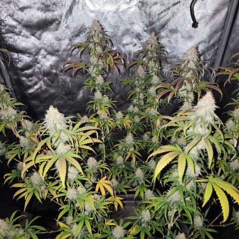 Do Si Dos growlog timeline photo