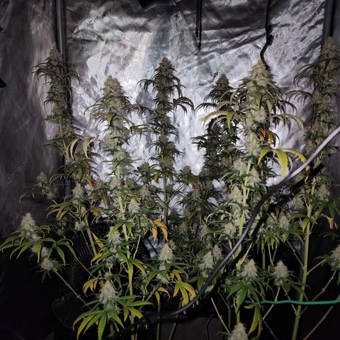 Do Si Dos growlog timeline photo