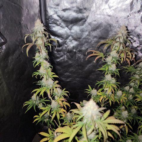 Do Si Dos growlog timeline photo