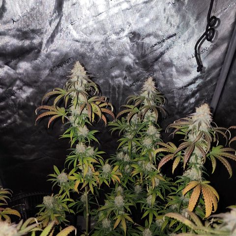 Do Si Dos growlog timeline photo