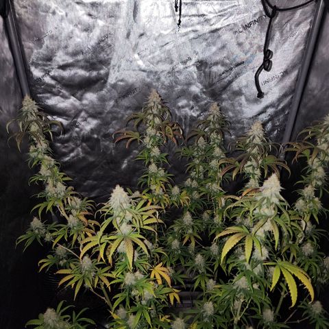 Do Si Dos growlog timeline photo