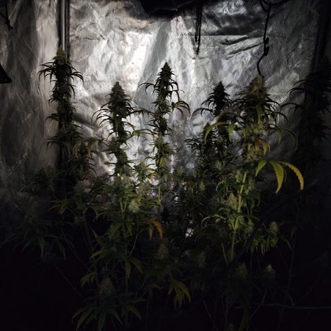 Do Si Dos growlog timeline photo