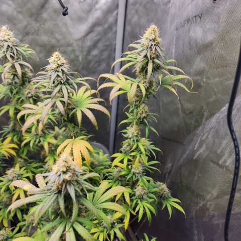 Do Si Dos growlog timeline photo