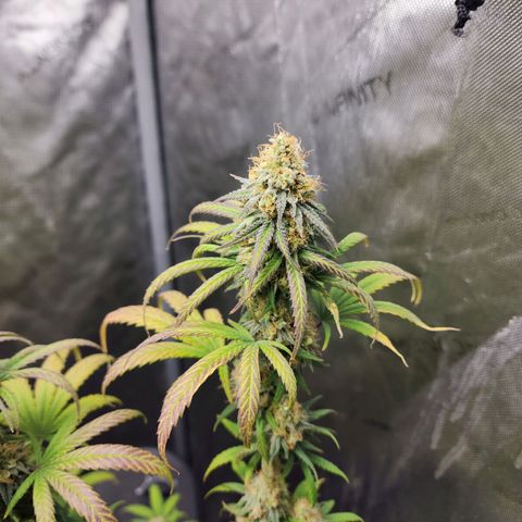 Do Si Dos growlog timeline photo