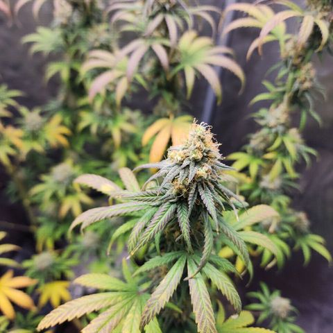 Do Si Dos growlog timeline photo
