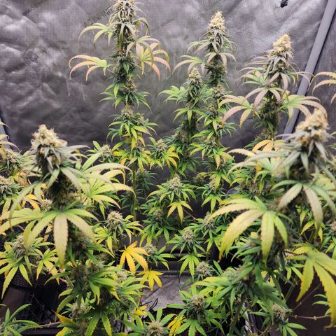 Do Si Dos growlog timeline photo