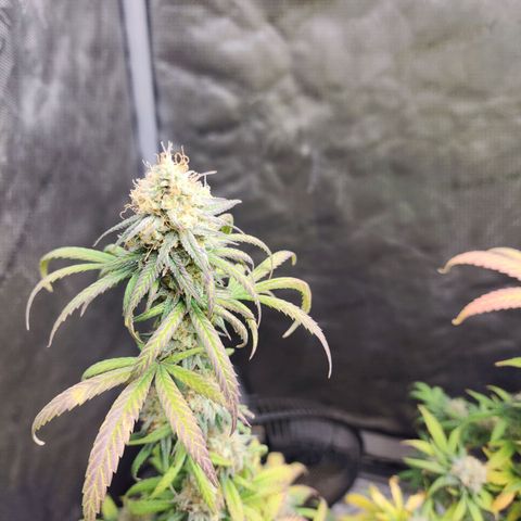 Do Si Dos growlog timeline photo