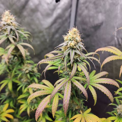 Do Si Dos growlog timeline photo