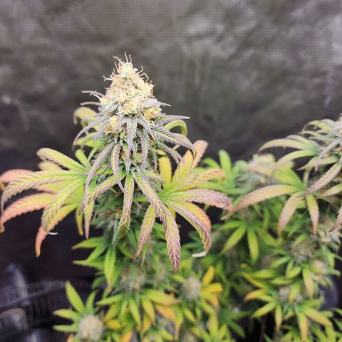 Do Si Dos growlog timeline photo