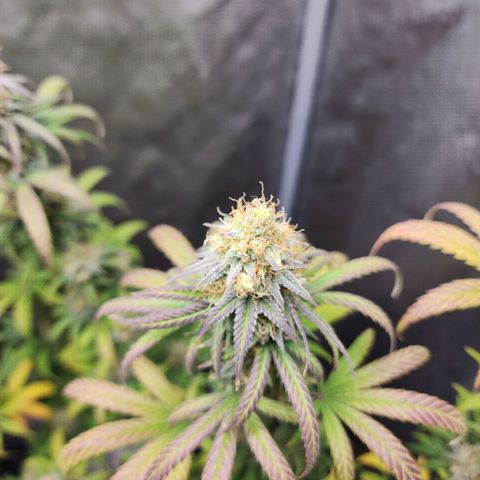 Do Si Dos growlog timeline photo