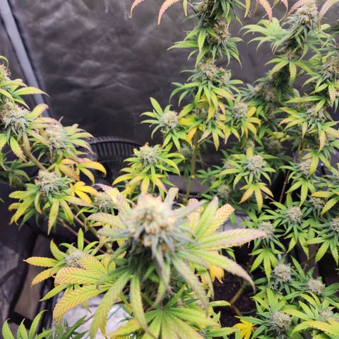 Do Si Dos growlog timeline photo