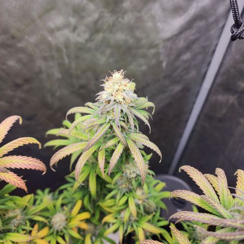 Do Si Dos growlog timeline photo
