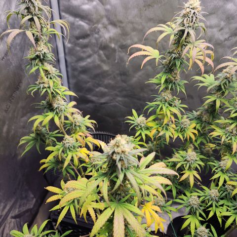 Do Si Dos growlog timeline photo