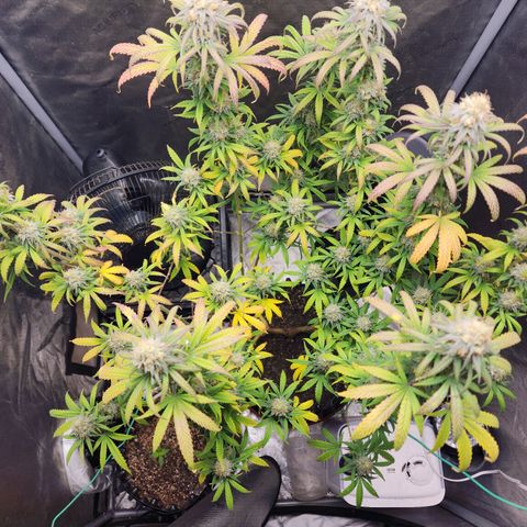 Do Si Dos growlog timeline photo