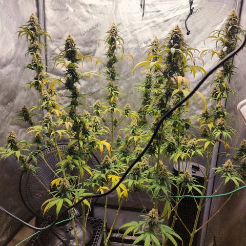 Do Si Dos growlog timeline photo