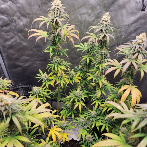 Do Si Dos growlog timeline photo