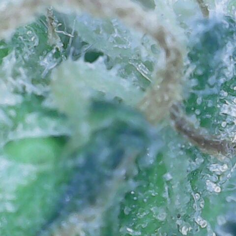 Do Si Dos growlog timeline photo