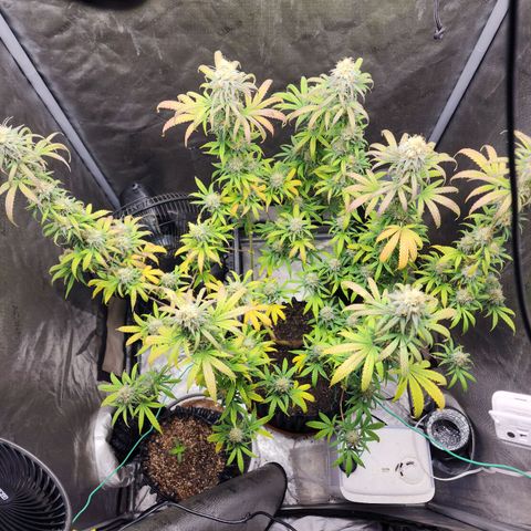 Do Si Dos growlog timeline photo