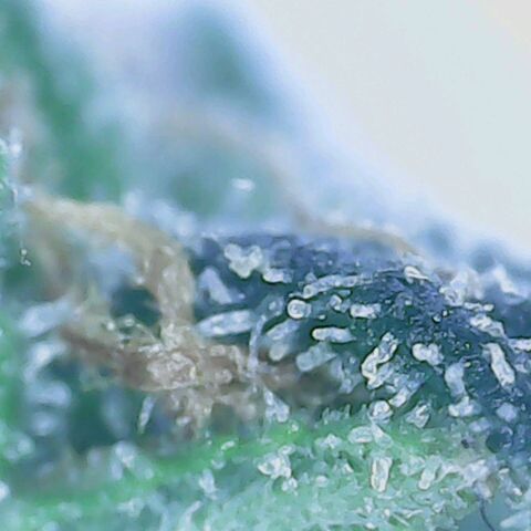 Do Si Dos growlog timeline photo